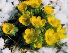 Aconites in the green (Eranthis Hyemalis)